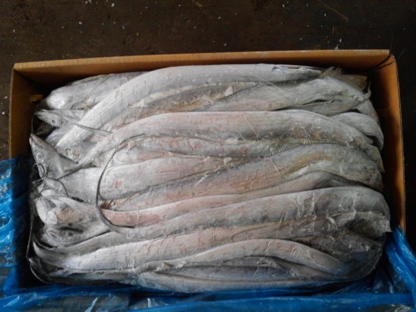 Customs declaration documents for imported frozen hairtail from Thailand